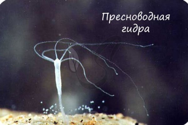 Кракен наркоплощадка