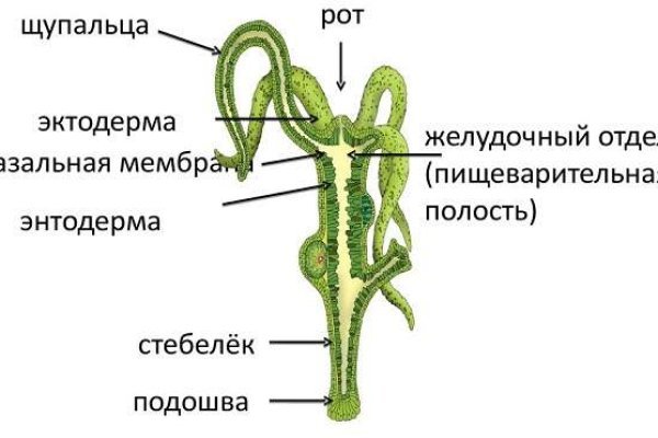 Kraken link