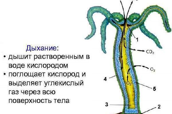 Ссылка кракен сайт зеркало