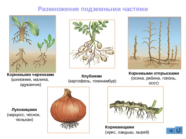 Kraken darknet market ссылка